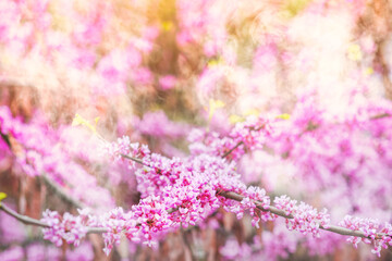 Accumulation of pollen in the air. Allergy from flowering plants.