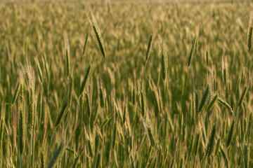rye cultivation in north europe