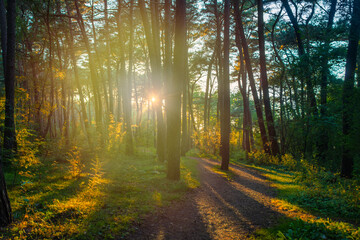 Bright sunset sun shines beautifully through pine trunks. Background with summer evening in the forest.