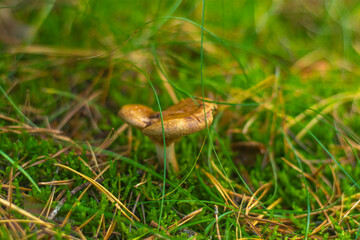 Close-up of red mushrooms in the grass. Wet and oily mushrooms in the forest.