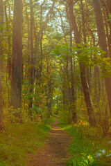 Narrow path in the park. A trodden path between trees in an autumn forest.