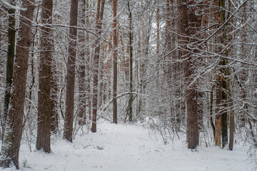 A trodden path in a winter forest. A path between trees in a park. Background with a winter...