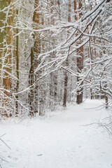 A trodden path in a winter forest. A path between trees in a park. Background with a winter landscape.