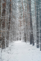 A trodden path in a winter forest. A path between trees in a park. Background with a winter landscape.