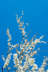 Thin tree branches with blooming white flowers against the background of a bright blue sky.