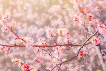 Blooming sakura branches. Close-up of pink flowers on tree branches.