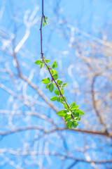 A thin branch with blossoming leaves. Small foliage begins to grow in spring.