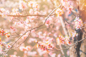 Blooming sakura branches. Close-up of pink flowers on tree branches.