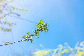 A thin branch with blossoming leaves. Small foliage begins to grow in spring.
