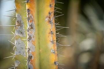 Gros plan sur un cactus avec ces épines