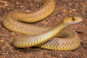 Eastern Brown Snake (Pseudonaja textillis) - Dangerously venomous - Toowoomba, Australia