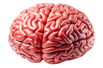 Human Brain Anatomy Detailed View of Cerebral Cortex and Structure