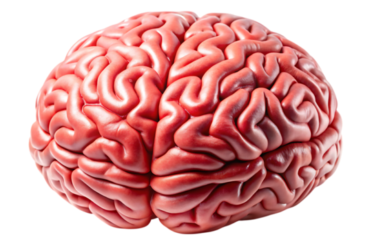 Human Brain Anatomy Detailed View of Cerebral Cortex and Structure