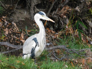 落ち葉の中に立つアオサギと日本の自然