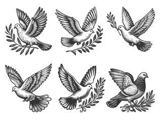 Obraz premium dove in flight with olive branch symbolizing peace Set collection bundle sketch engraving generative ai raster illustration. Scratch board imitation. Black and white image.