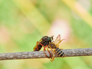 Fototapeta premium assassin fly with a hunted insect. genus Saropogon