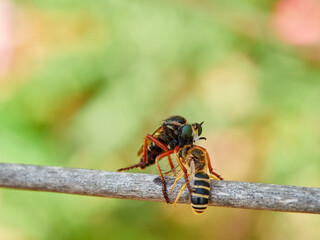 Assassin fly with a hunted insect. Genus Saropogon