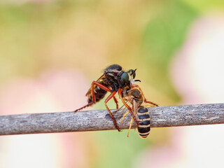 assassin fly with a hunted insect. genus Saropogon