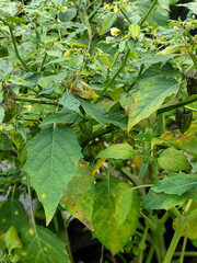 The background of the leaves looks fresh and beautiful green, during the day.