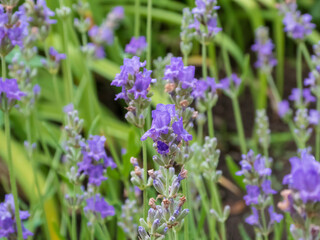 Vibrant Purple Lavender Flowers Blooming in a Field