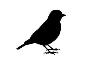 Alpine accentor in silhouette vector image white baclground.