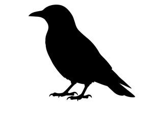 Alpine choughin silhouette vector image white baclground. 