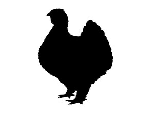 Altai snowcock in silhouette vector image white baclground.