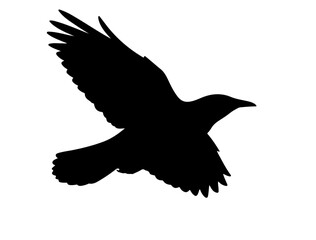 Alpine choughin silhouette vector image white baclground.