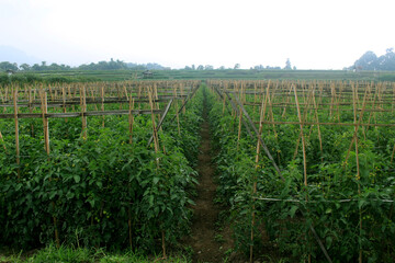 Obraz premium wooden stakes and tomato plants in the garden. This wood is used to support the stems of the plants