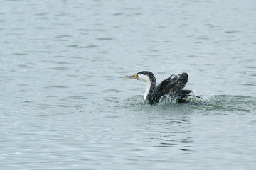 A little Pied Cormorant talking a dip