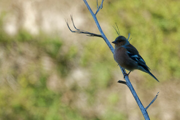Chaffinch perched on a branch