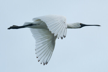 Royal Spoonbill mid flight