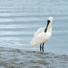 Royal Spoonbill pruning its feathers