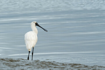 Royal Spoonbill looking to for a catch