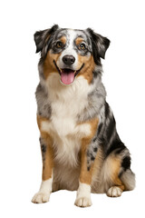 Blue merle Australian Shepherd looking happy in sitting pose