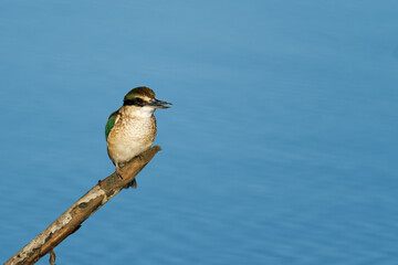 Sacred Kingfisher perched on a stick looking for a catch