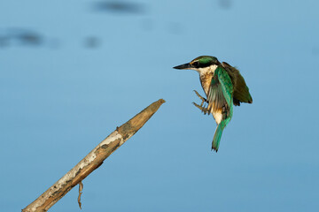 Sacred Kingfisher landing on a perch