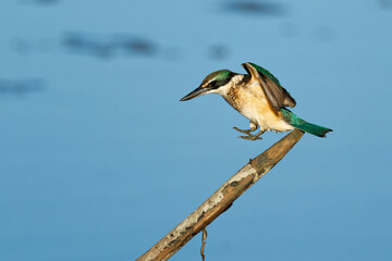 Sacred Kingfisher landing on a perch