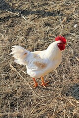 White rooster