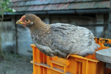 Young Chicken on a Yellow Crate
