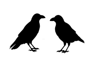 Silhouette of a crow.