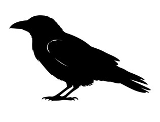 Obraz premium Crow silhouette on white background side views side view side.