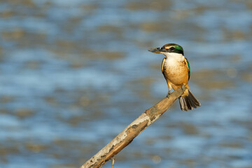 Sacred Kingfisher perched on a stick looking for a catch