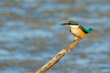 Sacred Kingfisher perched on a stick looking for a catch