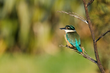 Sacred Kingfisher perched on a branch