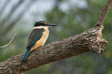 Sacred Kingfisher perched on a branch on a rainy morning