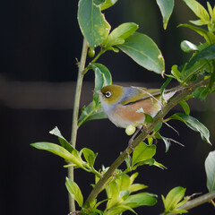 Silvereye plucking flowers in the bushes