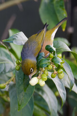 Silvereye plucking flowers in the bushes