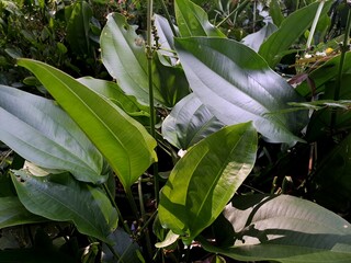 Echinodorus palifolius, also known as Mexican sword plant is an emerged aquatic plant in the Alismataceae. It has a rather odd, discontinuous range, native to Brazil (Minas Gerais and Bahia), Peru, Ur