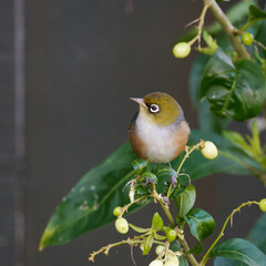 Silvereye plucking flowers in the bushes